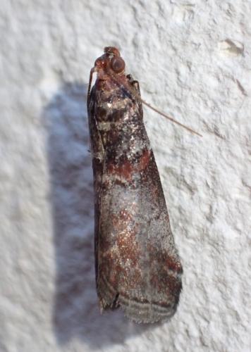 Réf. 325 358 : Acrobasis advenella
